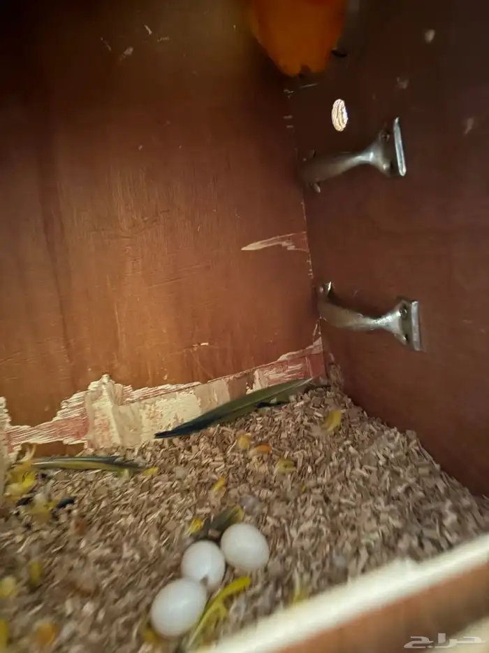 زوج صن كنيور محلل 2