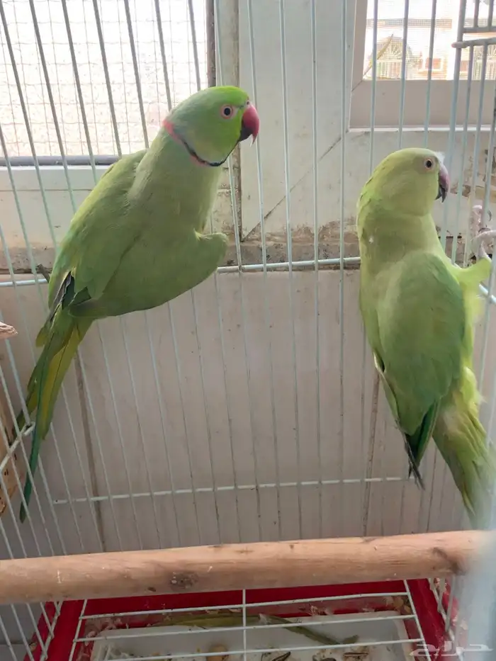 جوز ببغاء   دره خضراء الهندي 3