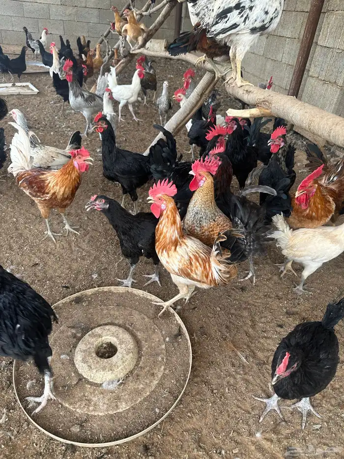 دجاج بشاير اعمار 6 اشهر 1