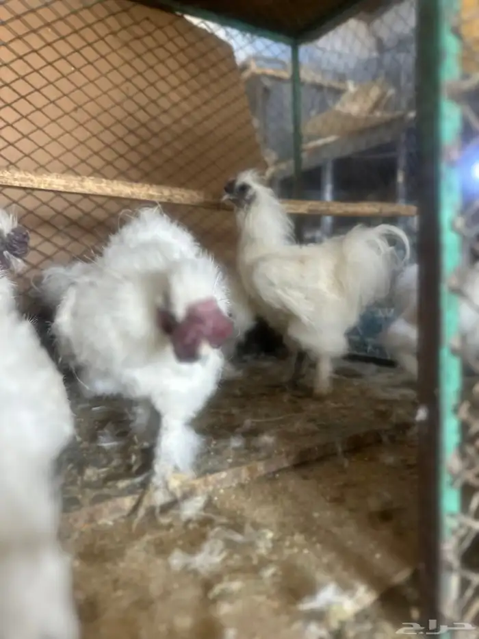 ديوك قطني 4