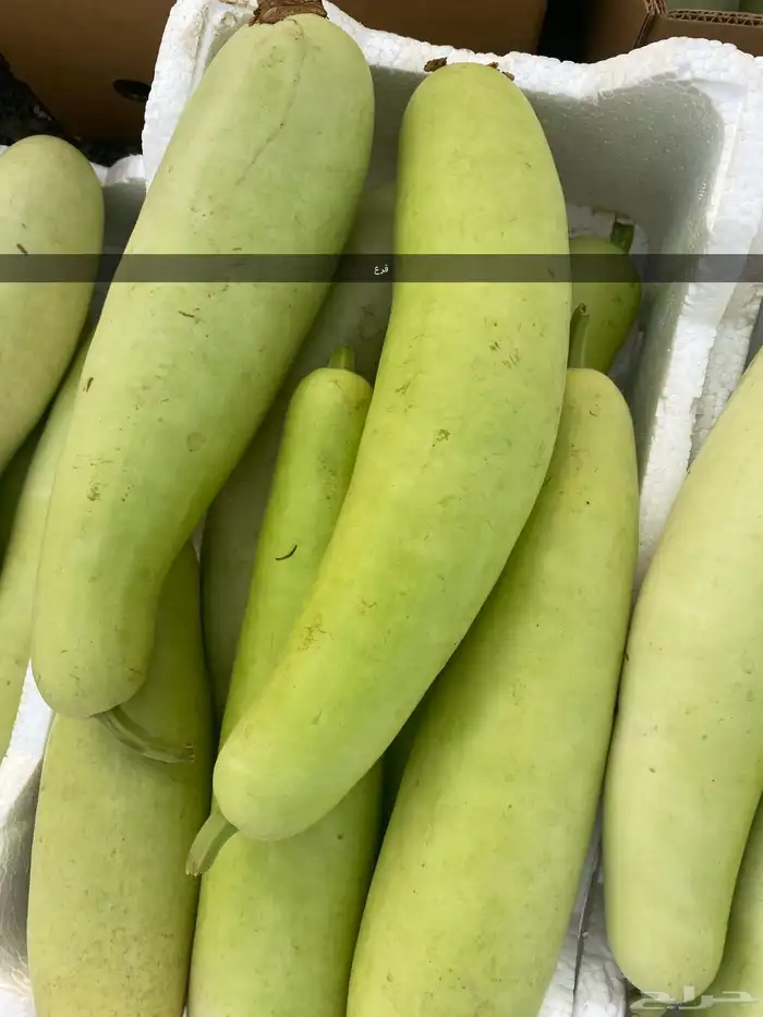 خظار موسمية بلديه كل يوم بيومه 6
