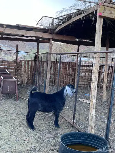تيس للبيع عمره أربع شهور 3