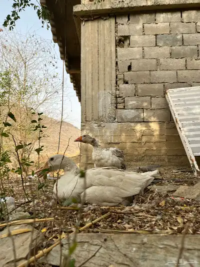 الوز زوج منتج 4