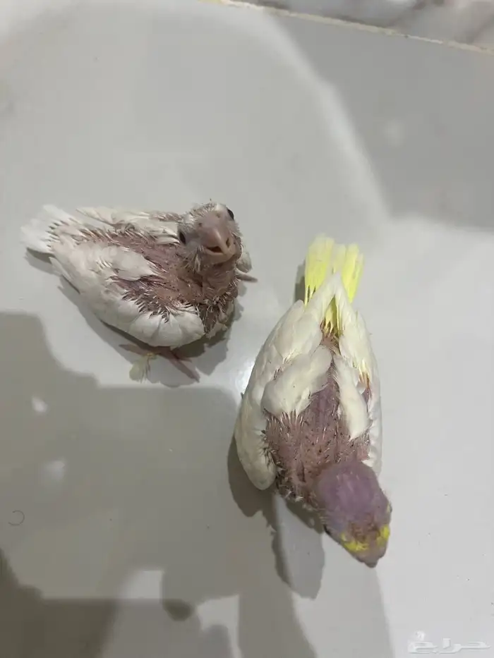 فروح كروان 0