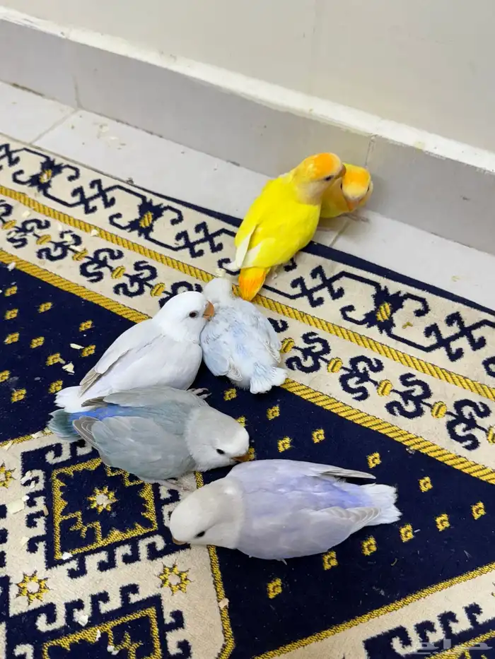 فروخ روز هولنديه ( تم البيع ) . 1