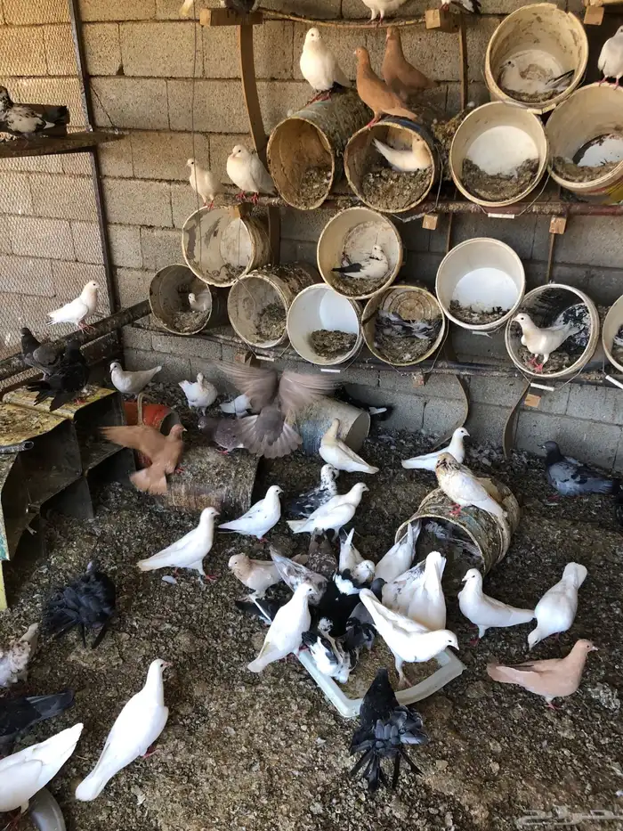 عشة حمام للبيع 0