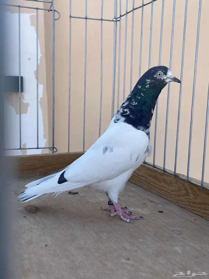 للبيع تيدي سخي 2