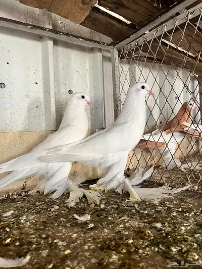 طبات مسوبع وبومريان 3