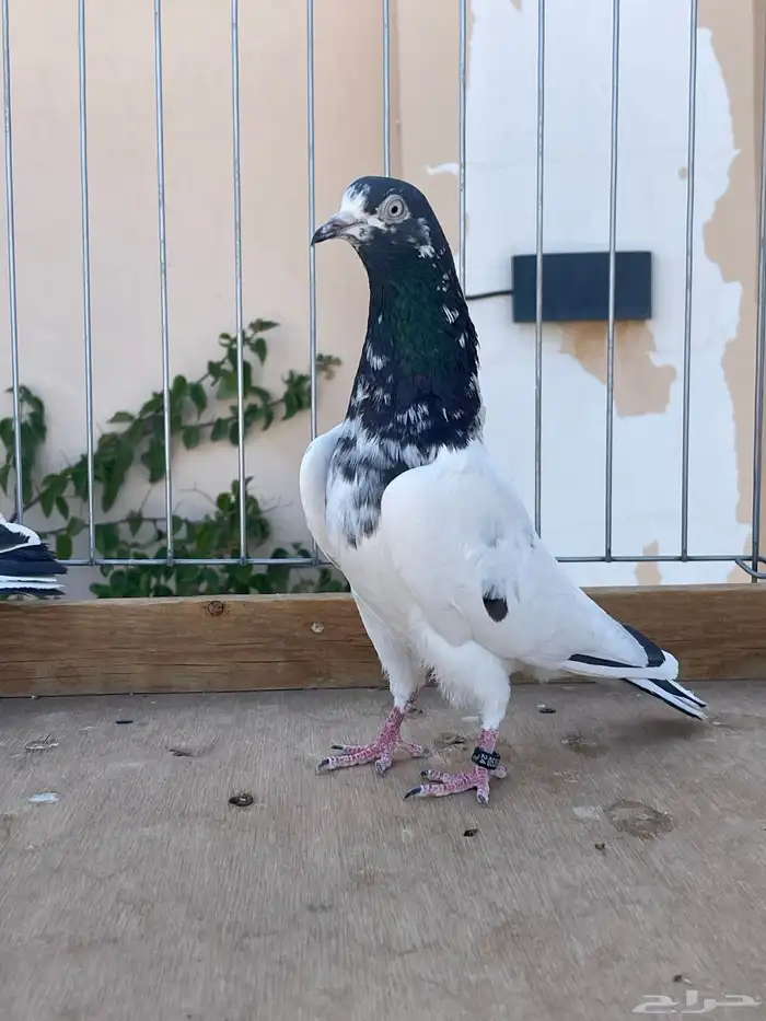 للبيع تيدي سخي 0