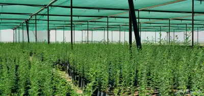 توفير جميع الاشجار للمشاريع والأفراد 4