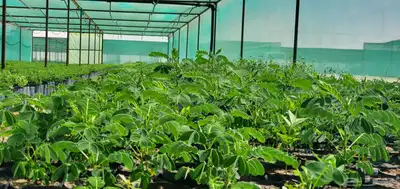 توفير جميع الاشجار للمشاريع والأفراد 5