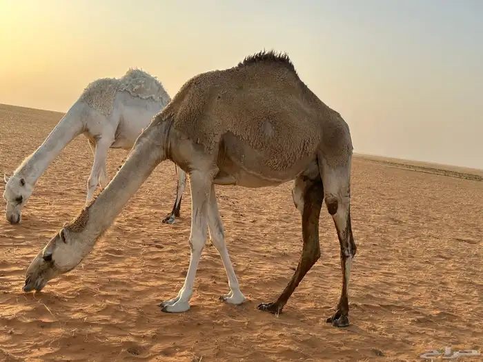 ناقة ثنية عشرا 4