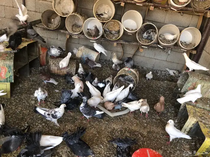 عشة حمام للبيع 5