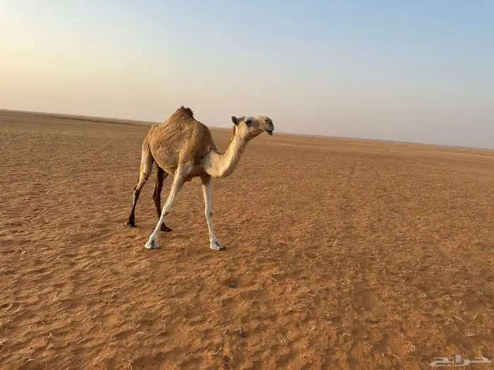 ناقة ثنية عشرا 2