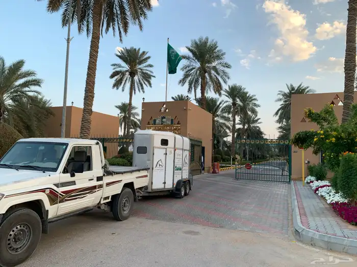 عربة نقل خيل حائل 3