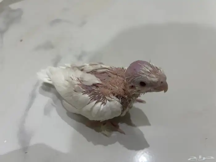فروح كروان 3