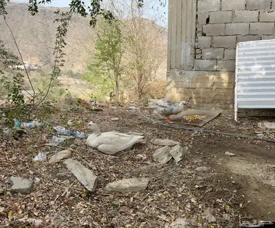الوز زوج منتج 3