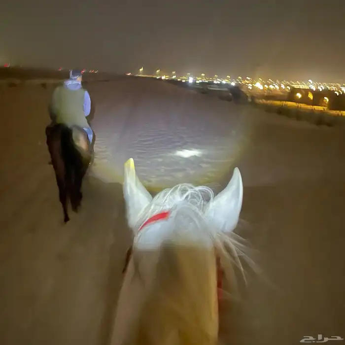 تأجير ركوب حر 1