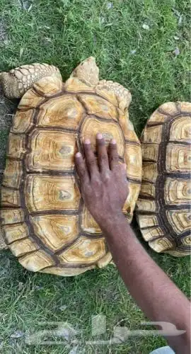 سلاحف حجم حبير 0