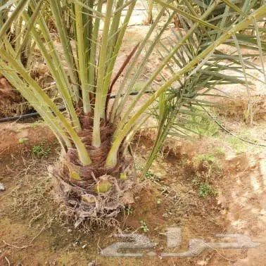 نخل القصيم 4