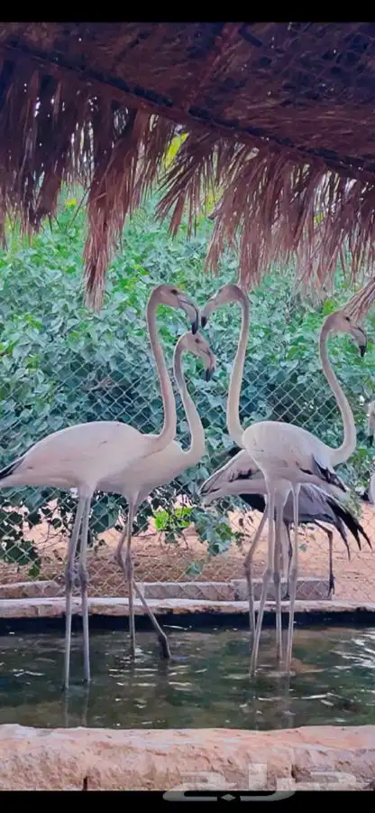 فلامنقو فلامنغو فلامنجو 2