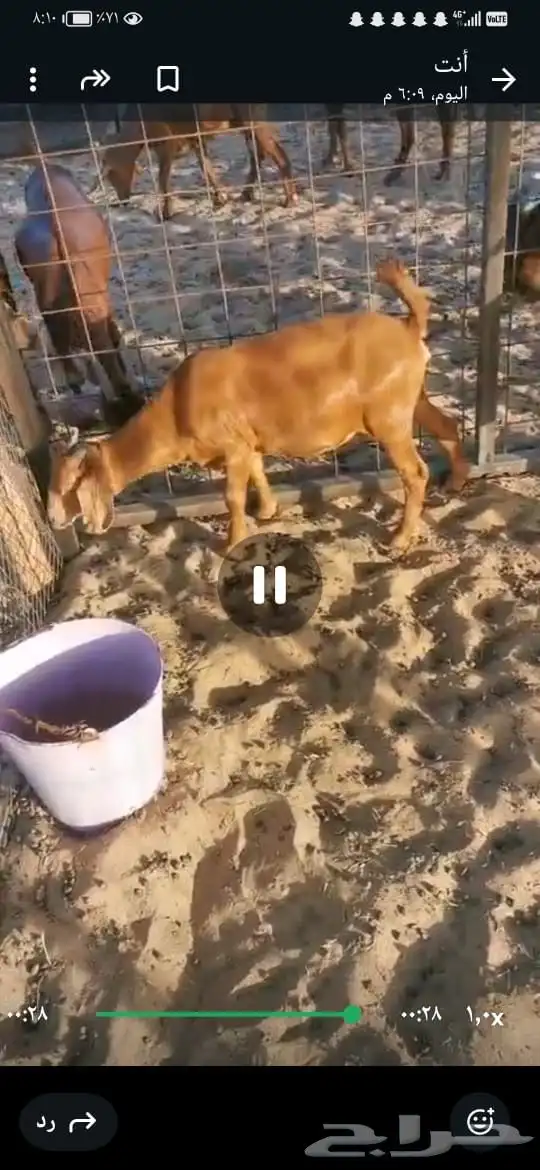 جفار هجين كلهاري من ماعز دهم العمر 4شهور 2