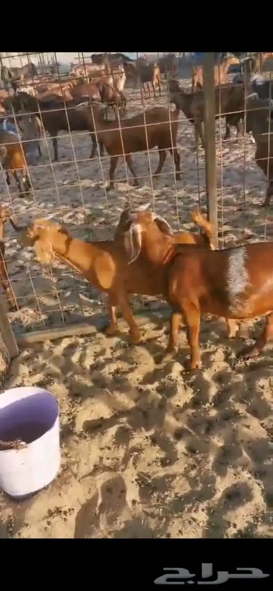 جفار هجين كلهاري من ماعز دهم العمر 4شهور 3