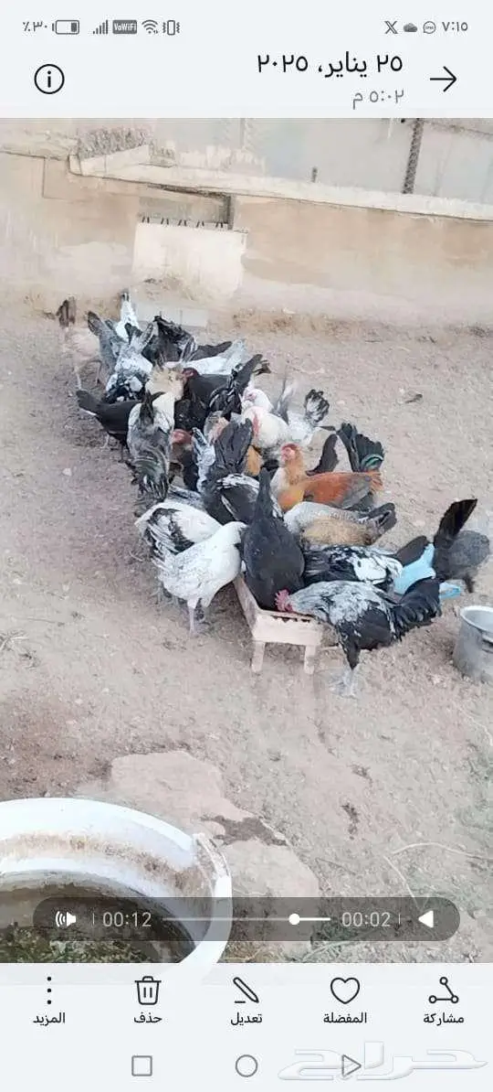 دجاج بياض 2