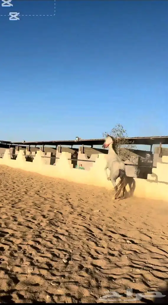 حصان واهو اصيل حفيد عجمان مسيوني ابن دبليو اتش جستس 2