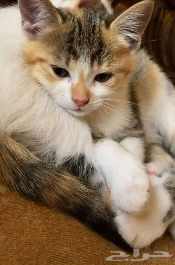 قطه صغيره للتبني 0