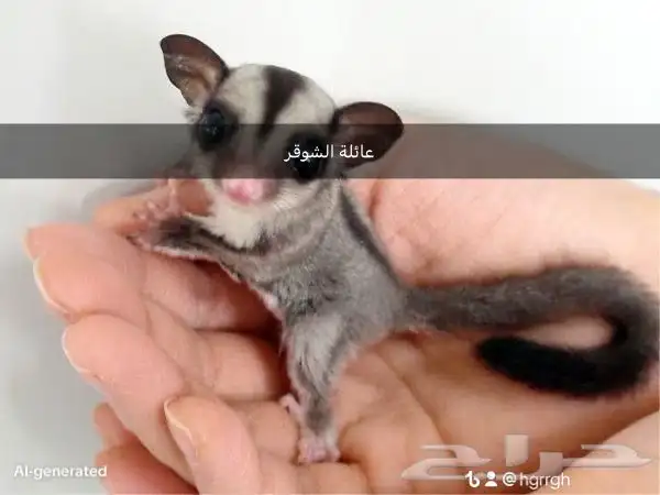 سنجاب الطائر 1
