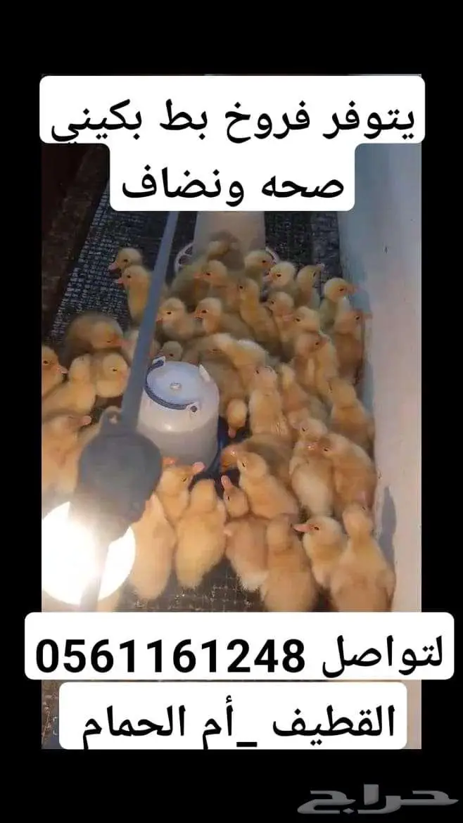 القطيف - أم الحمام 3