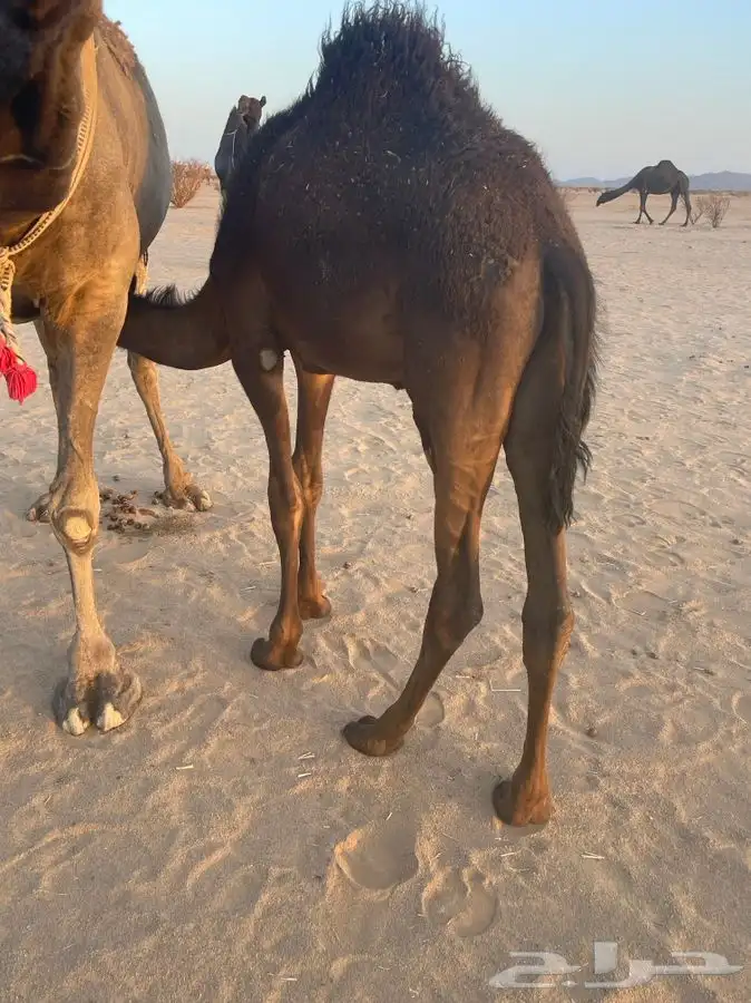 قعود فل شحم طيب 0