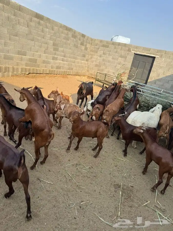 تيوس للبيع شي كفو 1