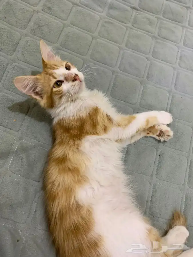 مستعجل للتبني قط برتقالي اليف ومعقم وملقح ومتعود عاللتر بوكس 3