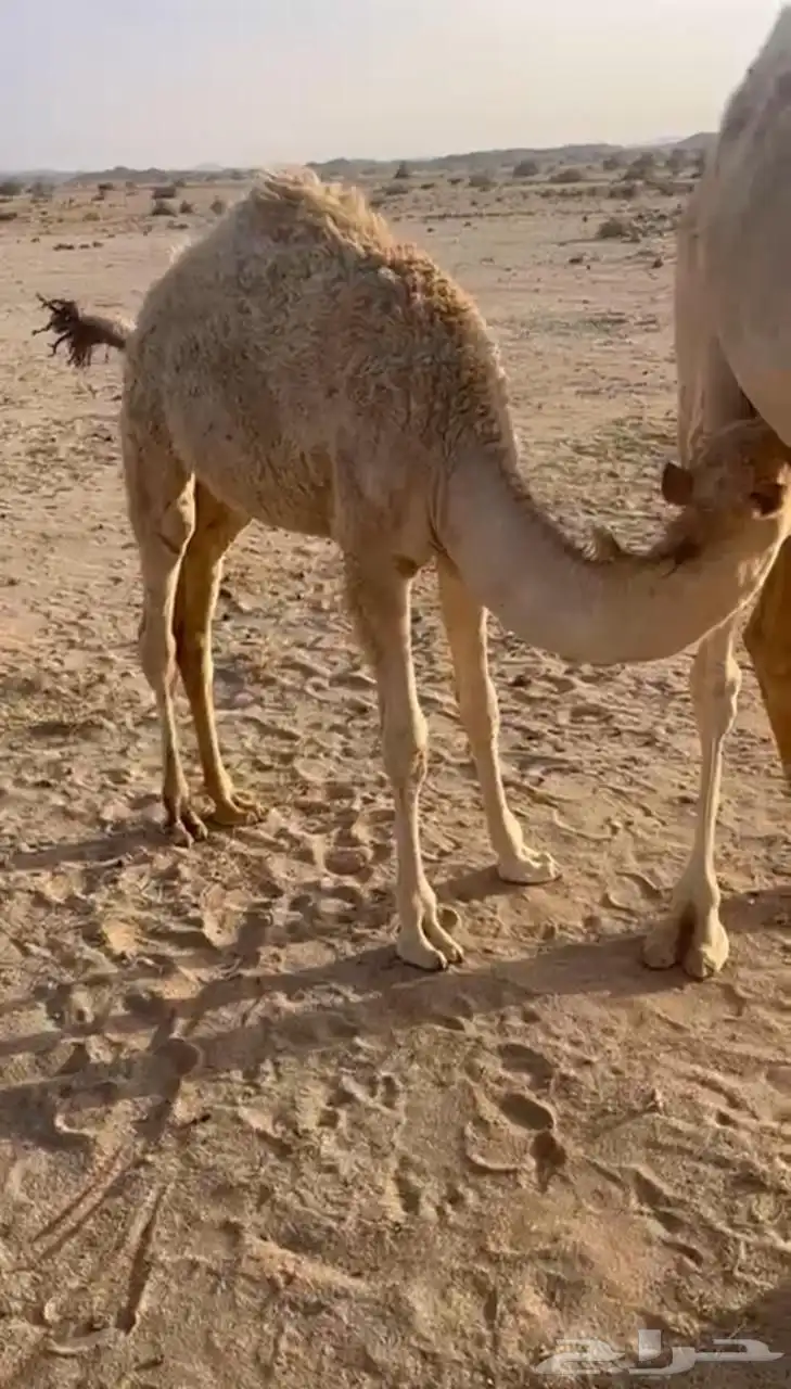 لباني ارباع واثمان 1