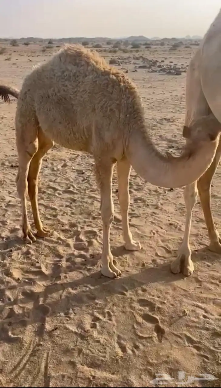 لباني ارباع واثمان 0