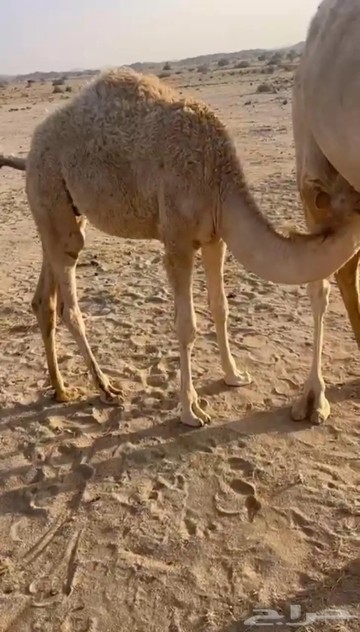 لباني ارباع واثمان 2