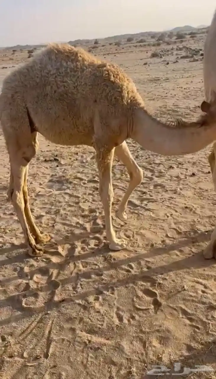 لباني ارباع واثمان 3