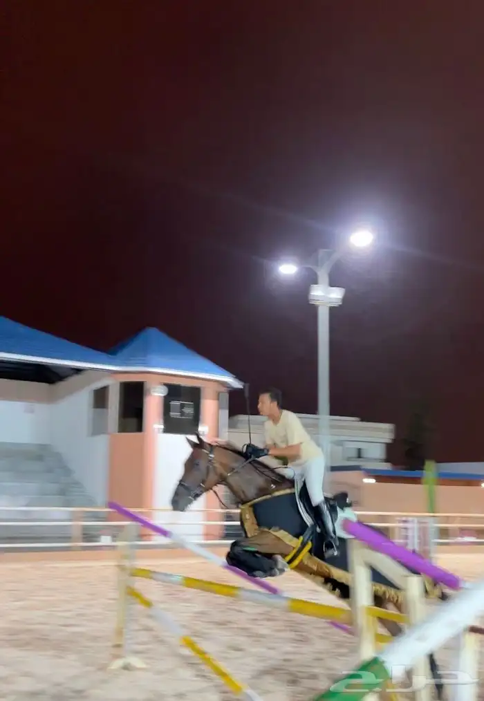 خيل قفز شعبي 3