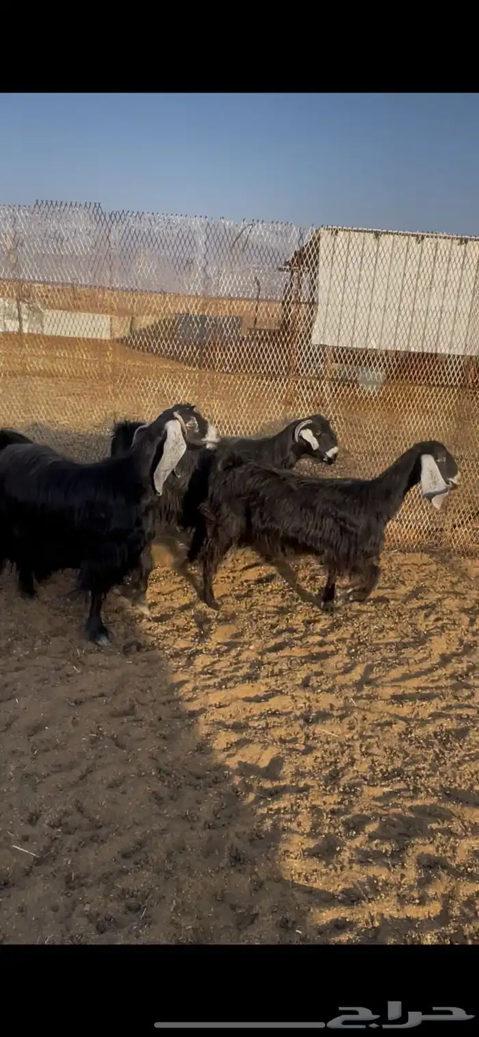 للبيع معزا. تم البيع 7