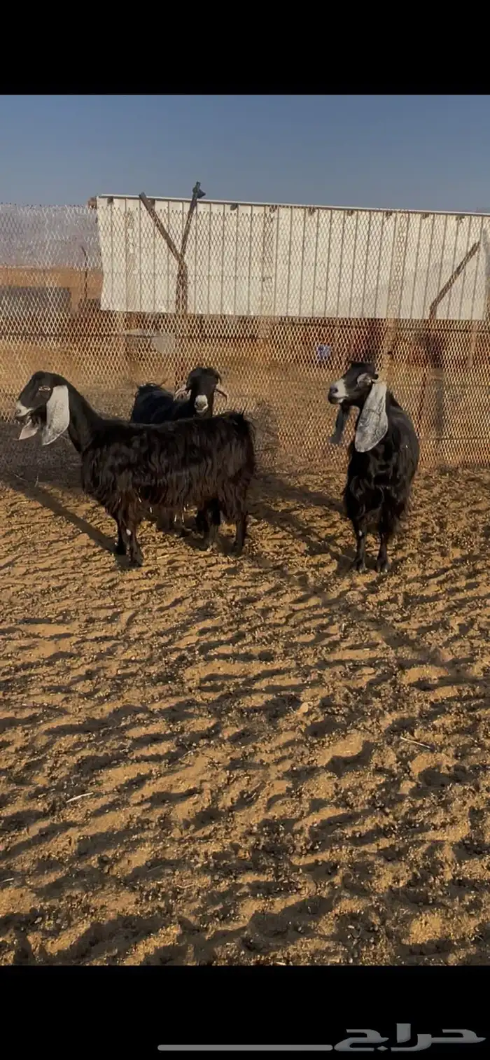 للبيع معزا. تم البيع 3