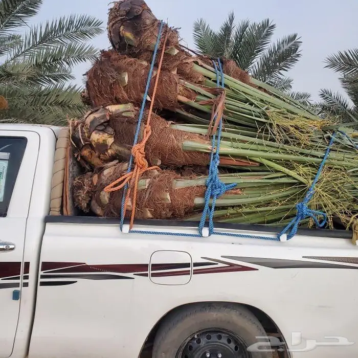 نخل القصيم 1