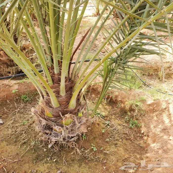 نخل القصيم 2