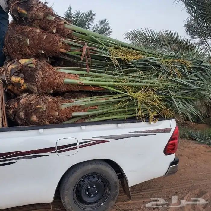 نخل من القصيم 2