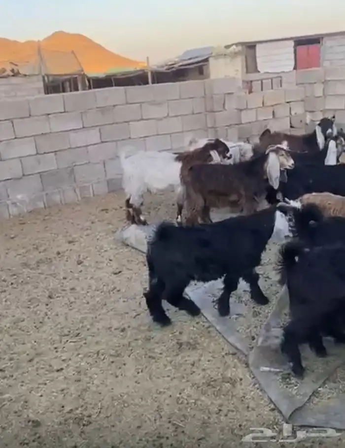 تيوس جبره 2