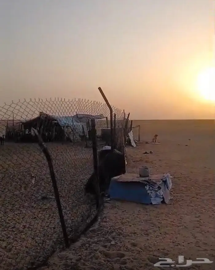 حفر الباطن كبري السفانيه الورده الشاميه 4