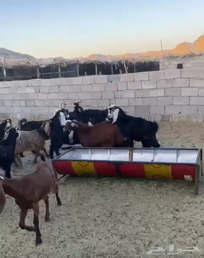 تيوس جبره 3