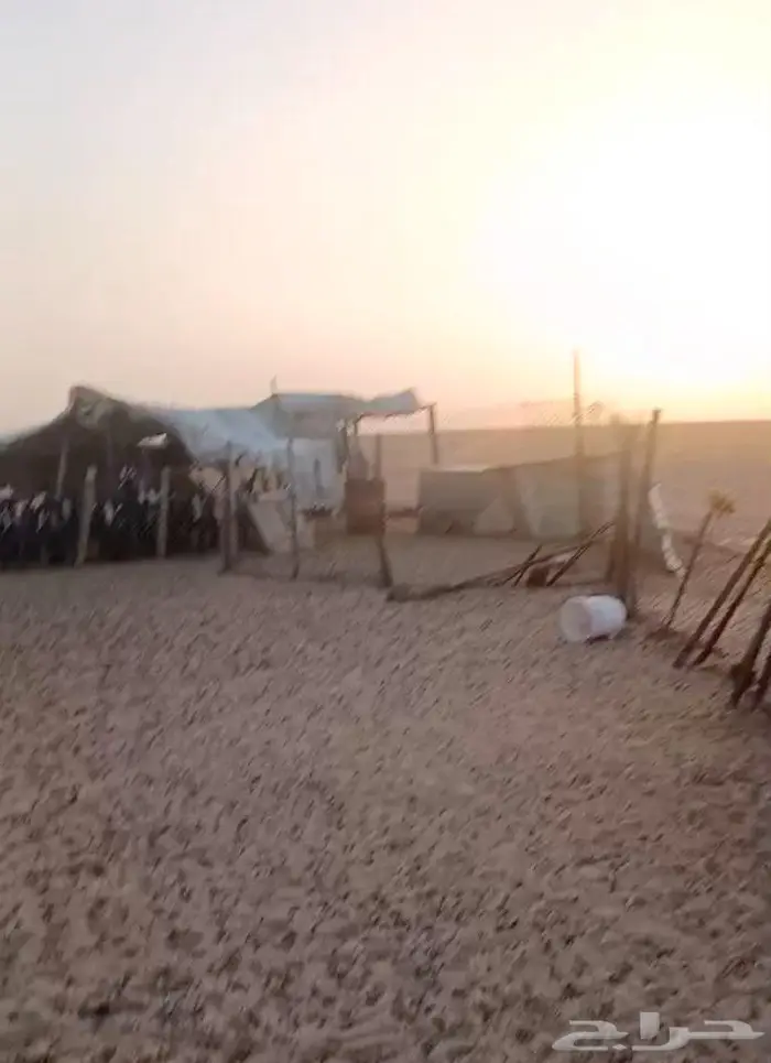 حفر الباطن كبري السفانيه الورده الشاميه 3