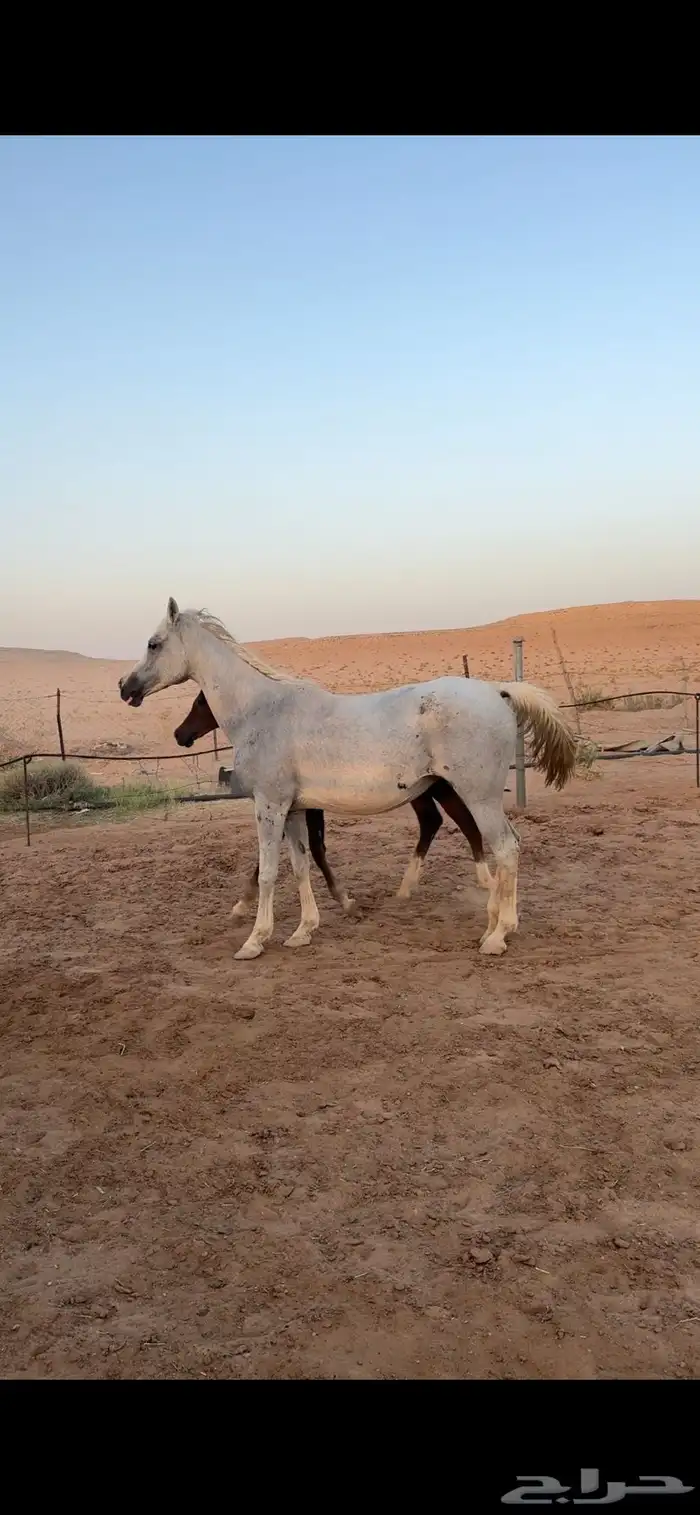 فرس شعبيه للبيع 1